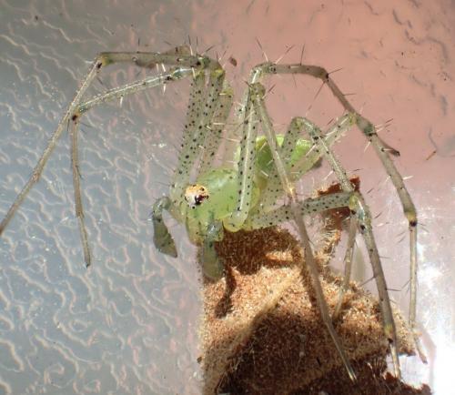 Réf. 235 504 : Peucetia viridis